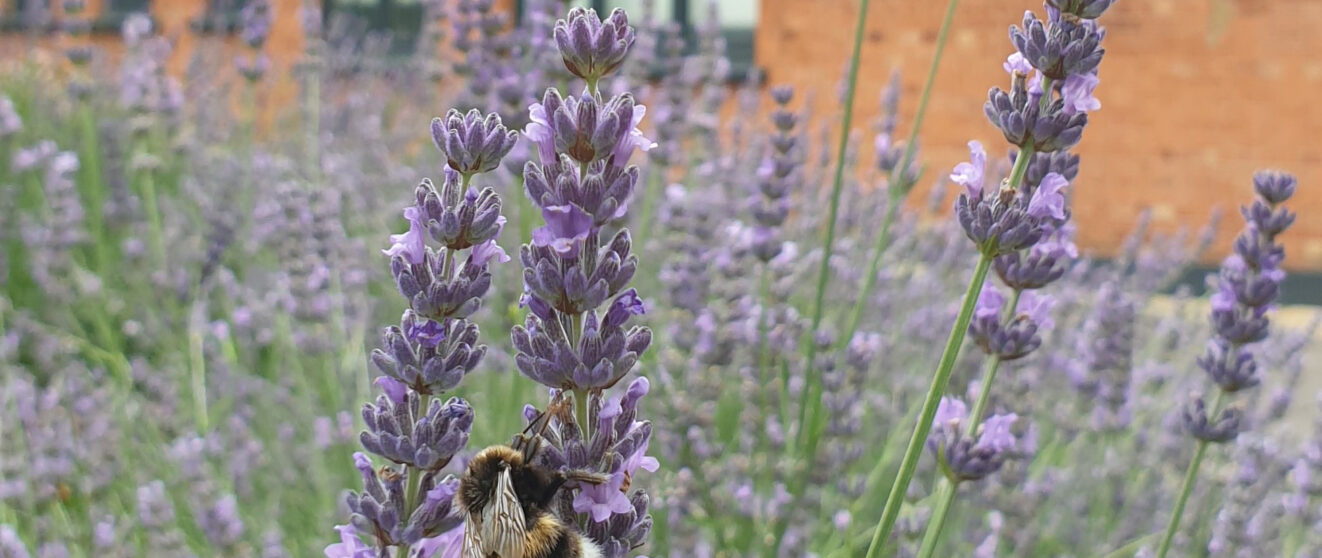 Purple flowers and a bee